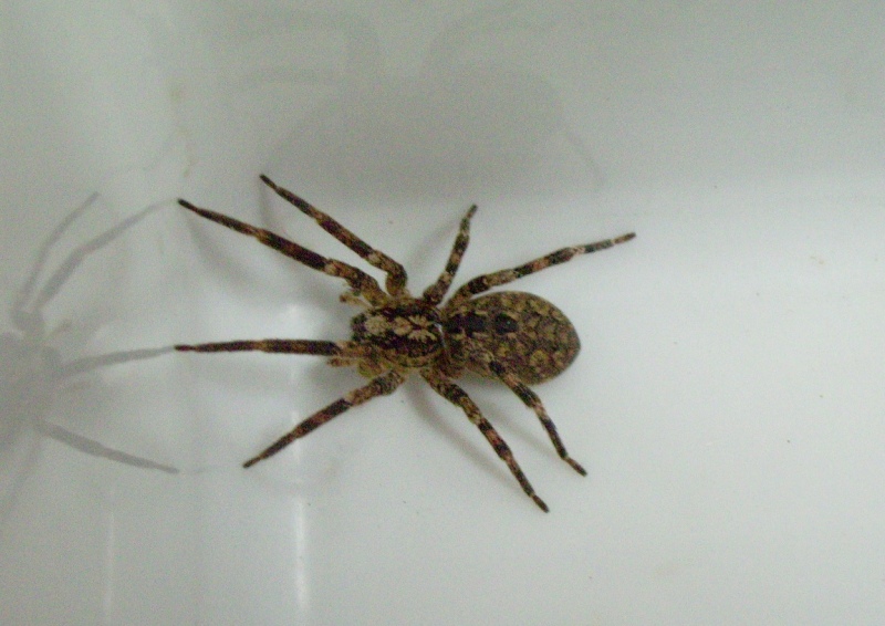 Zoropsis spinimana